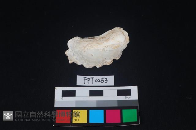 貝殼藏品圖，第2張