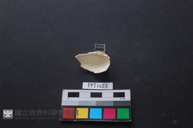 貝殼藏品圖，第2張