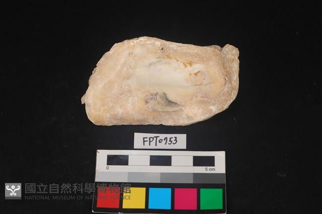 貝殼藏品圖，第2張