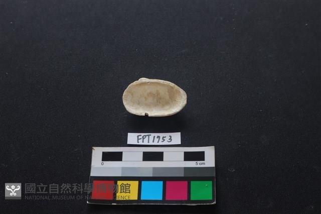 貝殼藏品圖，第2張