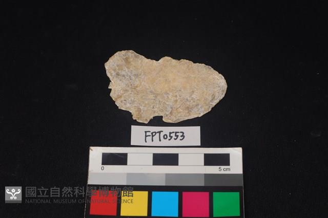 貝殼藏品圖，第2張
