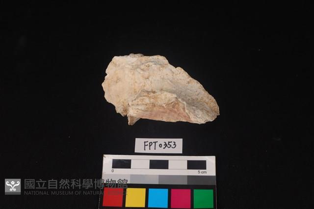 貝殼藏品圖，第2張