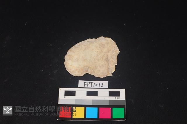 貝殼藏品圖，第2張