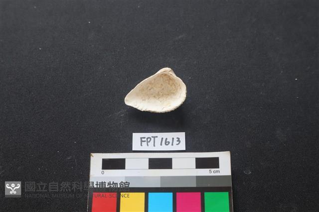 貝殼藏品圖，第2張