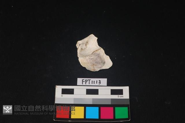 貝殼藏品圖，第2張