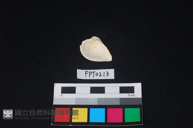 貝殼藏品圖，第2張