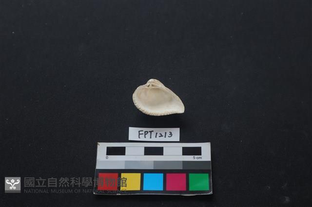 貝殼藏品圖，第2張