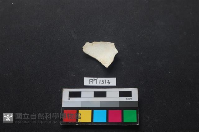 貝殼藏品圖，第2張