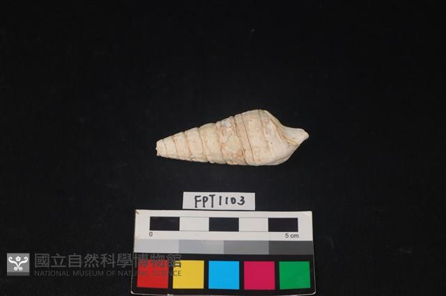 貝殼藏品圖，第2張