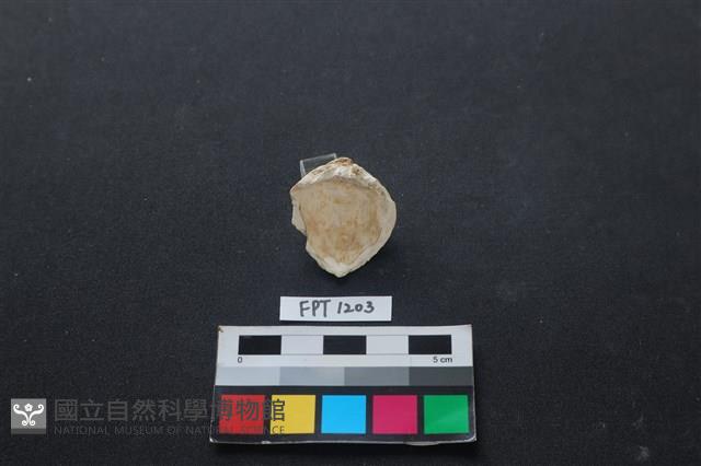 貝殼藏品圖，第2張