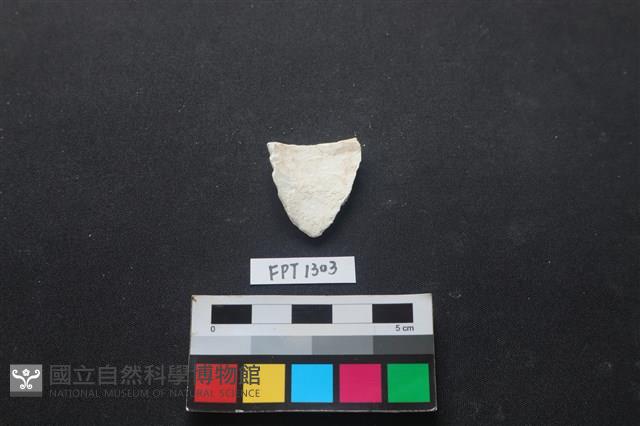 貝殼藏品圖，第2張