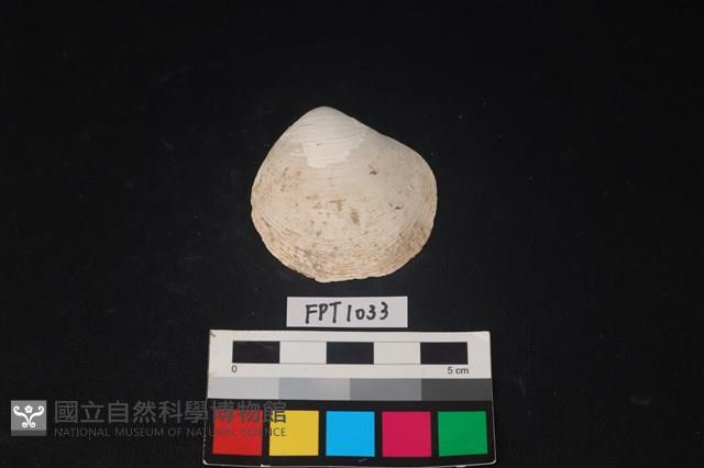 貝殼藏品圖，第2張