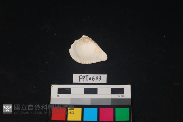 貝殼藏品圖，第2張
