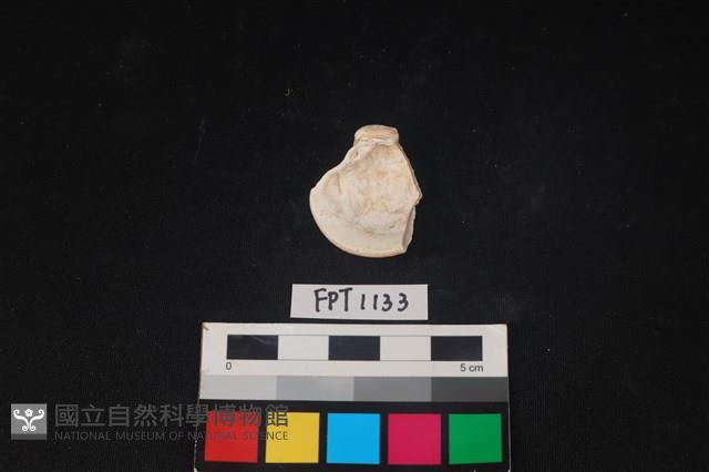 貝殼藏品圖，第2張