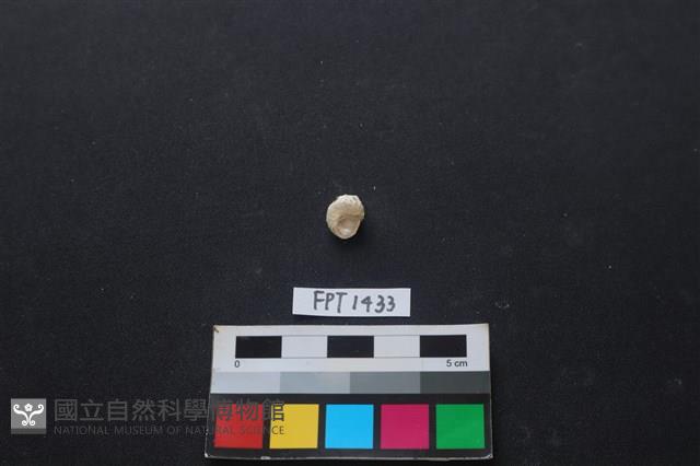 貝殼藏品圖，第2張