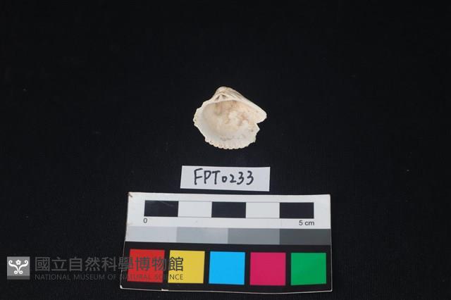貝殼藏品圖，第2張