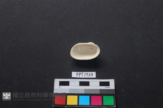 貝殼藏品圖，第2張