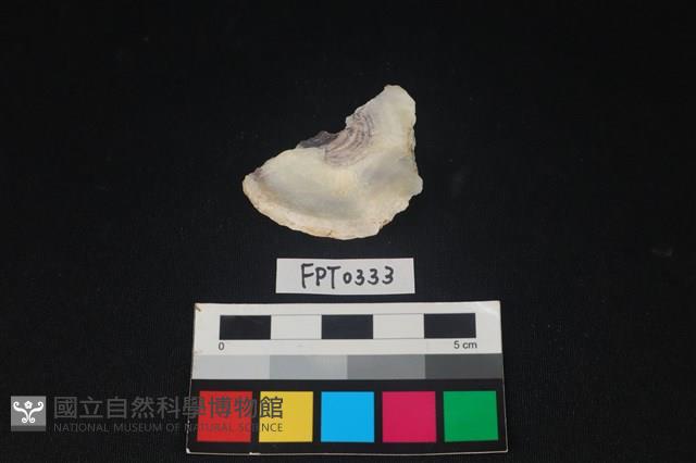 貝殼藏品圖，第2張