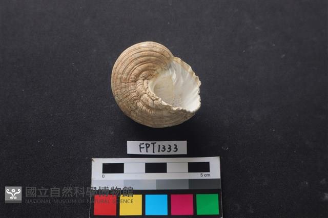 貝殼藏品圖，第2張