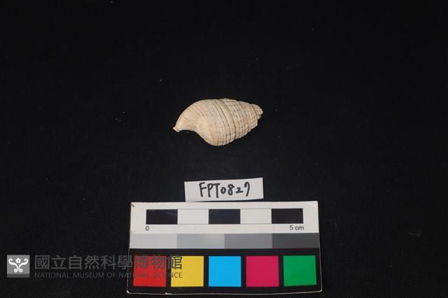 貝殼藏品圖，第2張