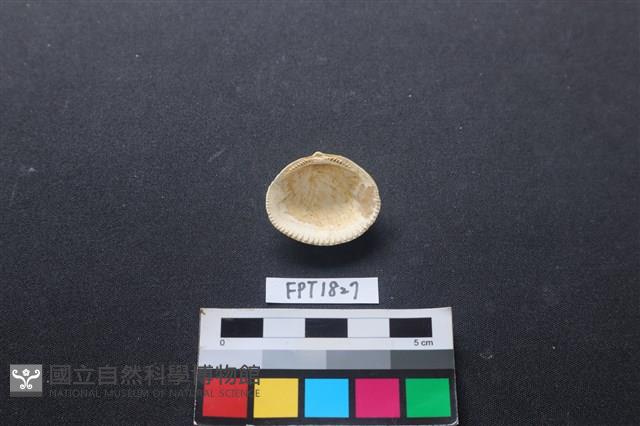 貝殼藏品圖，第2張