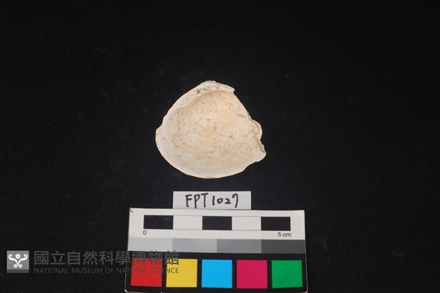 貝殼藏品圖，第2張
