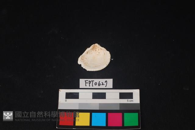 貝殼藏品圖，第2張