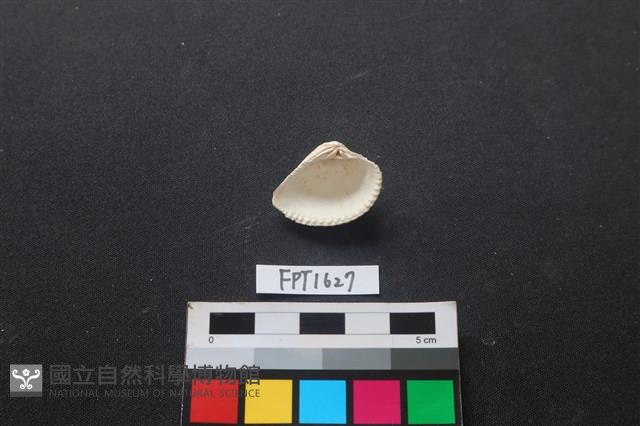 貝殼藏品圖，第2張