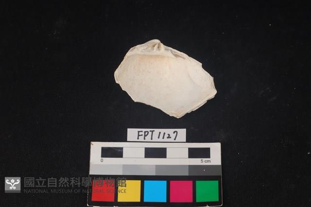 貝殼藏品圖，第2張