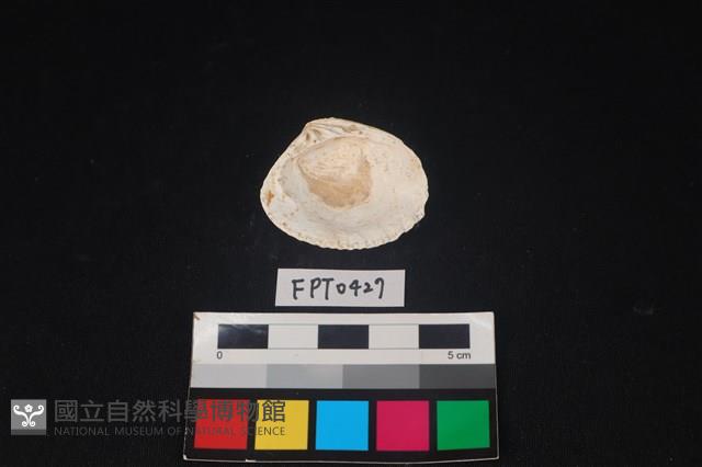 貝殼藏品圖，第2張