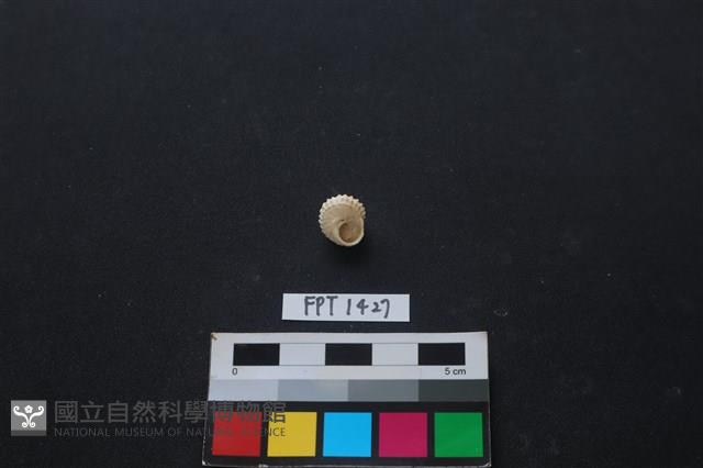 貝殼藏品圖，第2張