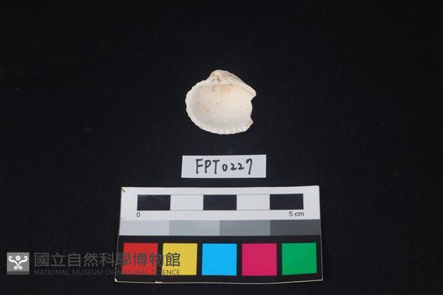 貝殼藏品圖，第2張