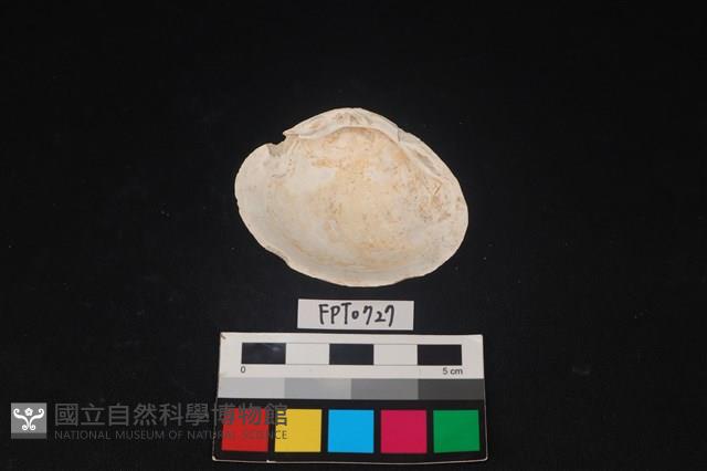 貝殼藏品圖，第2張