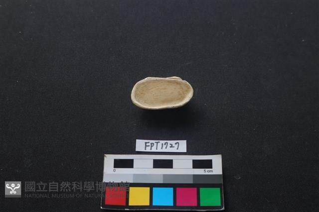 貝殼藏品圖，第2張
