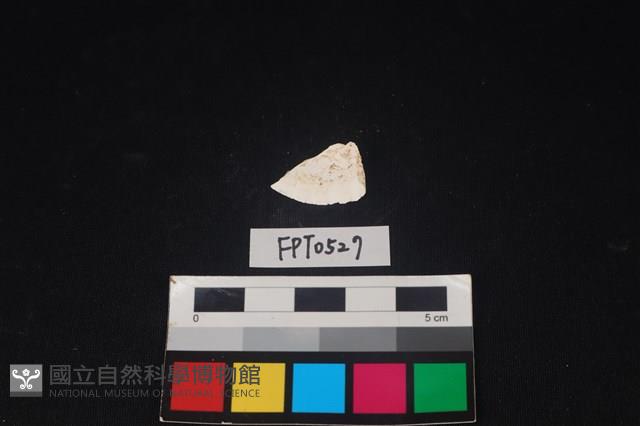 貝殼藏品圖，第2張