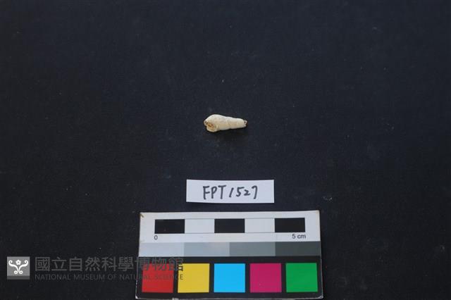 貝殼藏品圖，第2張