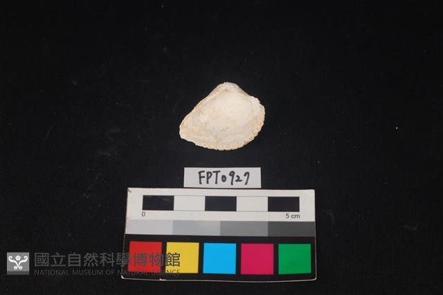 貝殼藏品圖，第2張