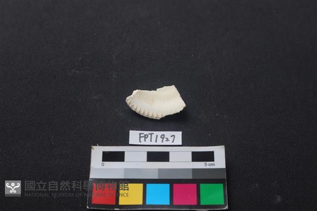 貝殼藏品圖，第2張