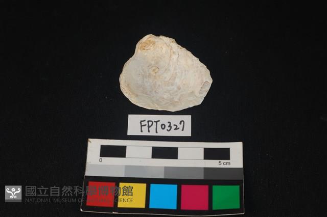 貝殼藏品圖，第2張