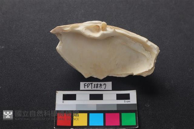貝殼藏品圖，第2張
