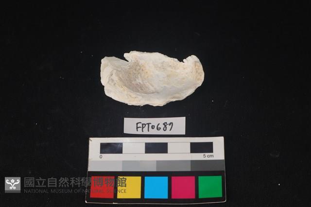 貝殼藏品圖，第2張