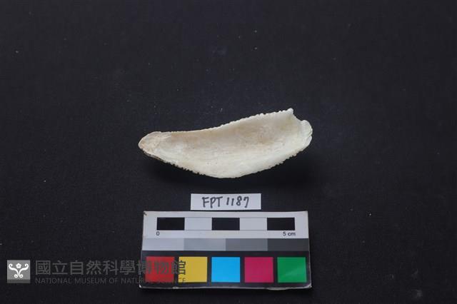 貝殼藏品圖，第2張