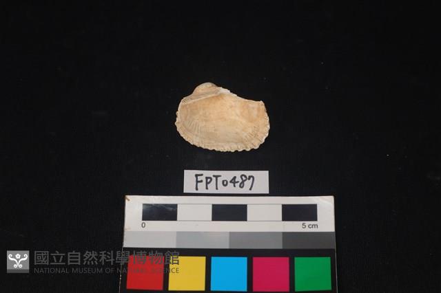 貝殼藏品圖，第2張