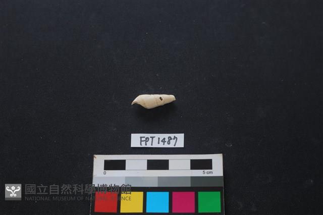 貝殼藏品圖，第2張