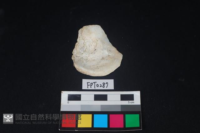 貝殼藏品圖，第2張