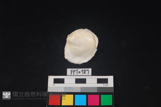 貝殼藏品圖，第2張