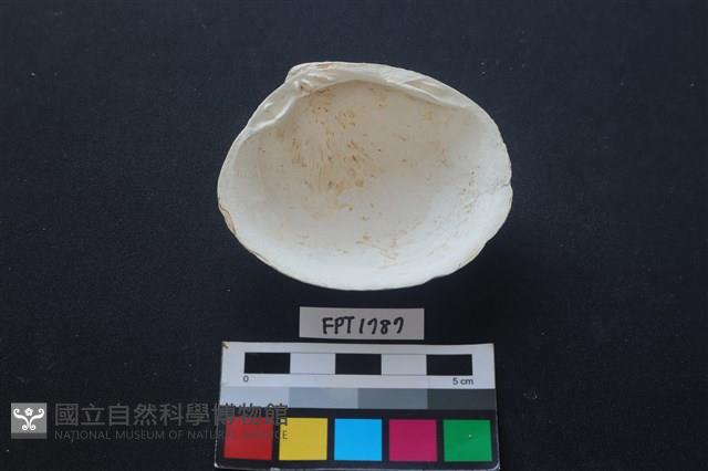 貝殼藏品圖，第2張