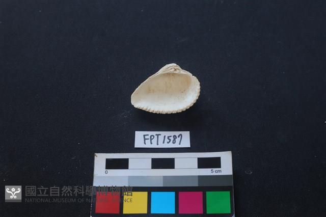 貝殼藏品圖，第2張