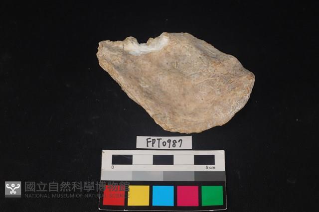 貝殼藏品圖，第2張