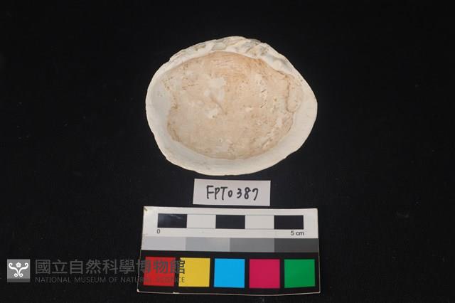 貝殼藏品圖，第2張